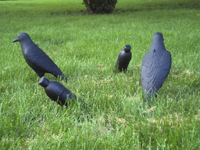 Diy crow decoys