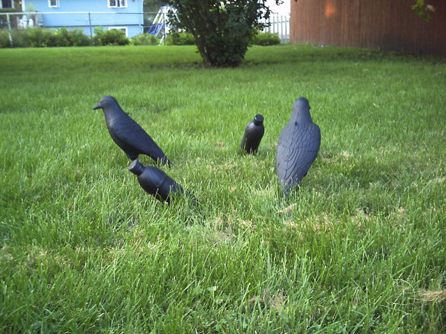 Diy crow decoys