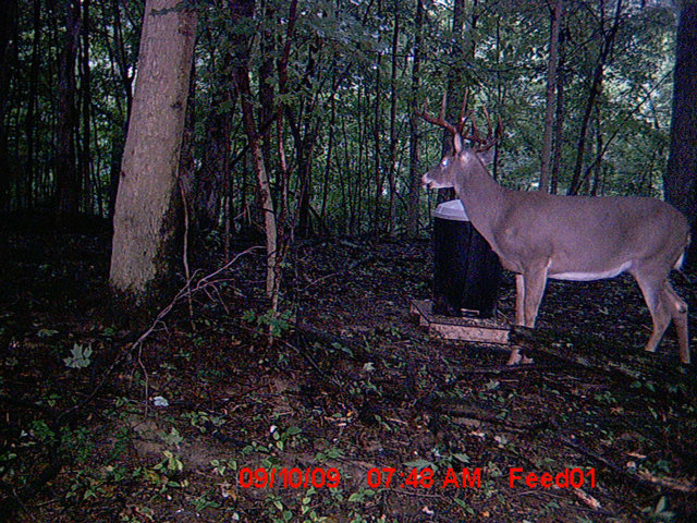 Trail Cam Over Home Made Feeder Evilbeliever
