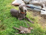 pic14449